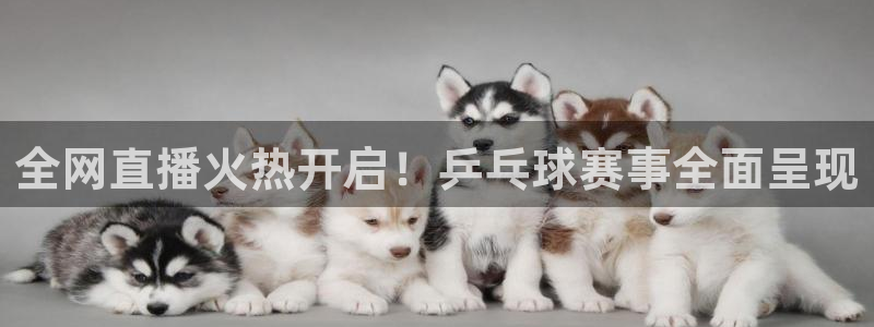 全网直播火热开启！乒乓球赛事全面呈现