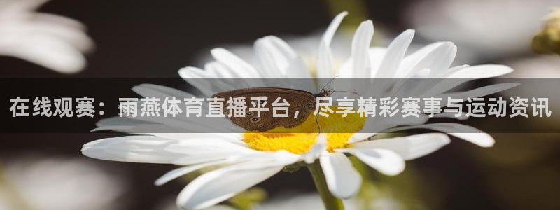 在线观赛：雨燕体育直播平台，尽享精彩赛事与运动资讯
