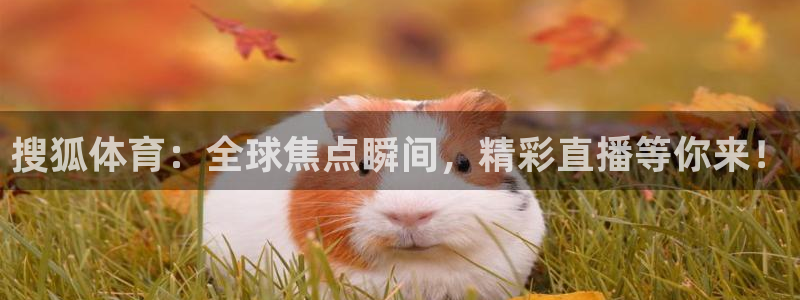 搜狐体育：全球焦点瞬间，精彩直播等你来！