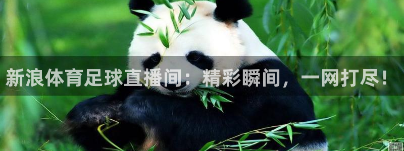 新浪体育足球直播间：精彩瞬间，一网打尽！