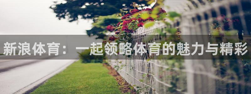 新浪体育：一起领略体育的魅力与精彩