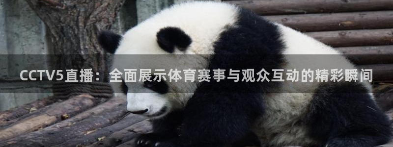 CCTV5直播：全面展示体育赛事与观众互动的精彩瞬间