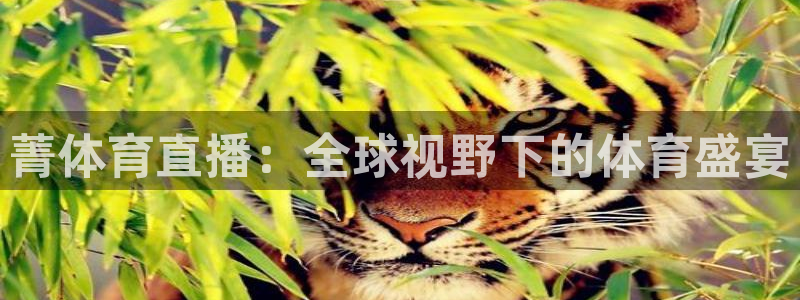 菁体育直播：全球视野下的体育盛宴