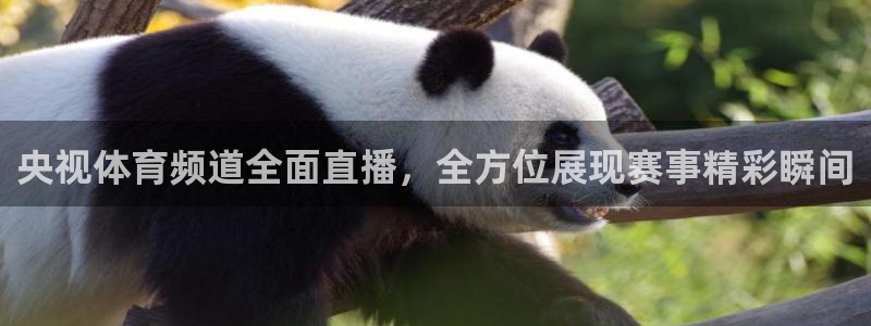 央视体育频道全面直播，全方位展现赛事精彩瞬间