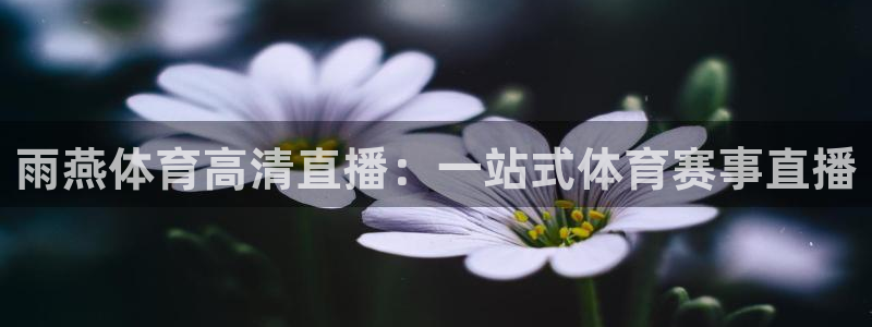 雨燕体育高清直播：一站式体育赛事直播