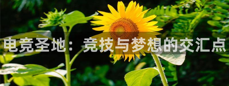 电竞圣地：竞技与梦想的交汇点